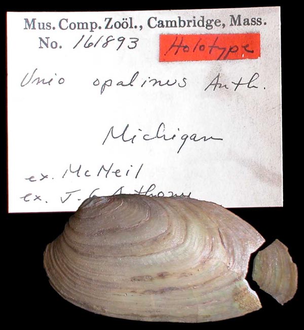 image of lot MCZ_161893