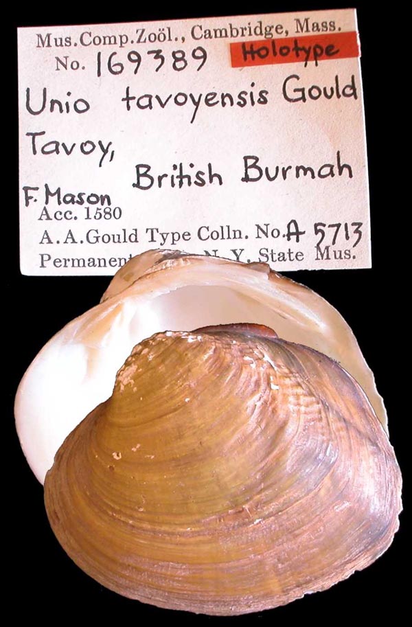 image of lot MCZ_169389