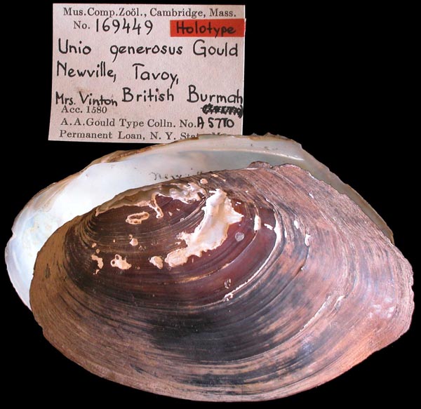 image of lot MCZ_169449