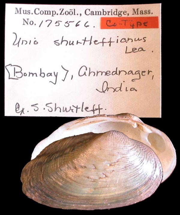 image of lot MCZ_175566