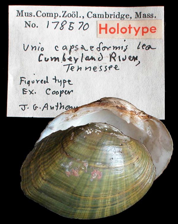 image of type lot