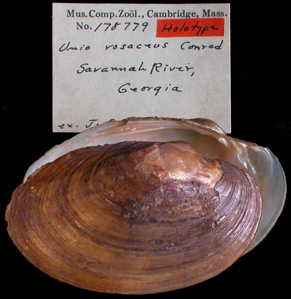 image of type lot image of type lot