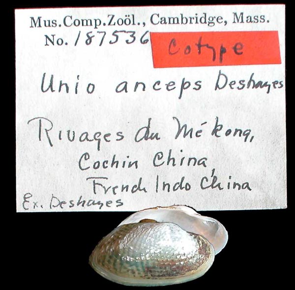 image of lot MCZ_187536