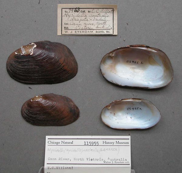 image of lot FMNH_115955 image of lot FMNH_115955