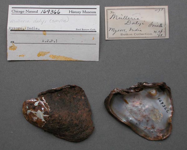 image of lot FMNH_169366