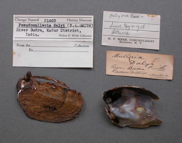 image of lot FMNH_21463