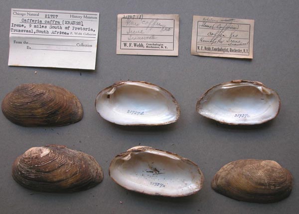 image of lot FMNH_21727