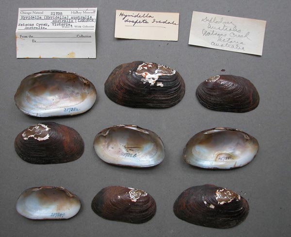 image of lot FMNH_21735 image of lot FMNH_21735