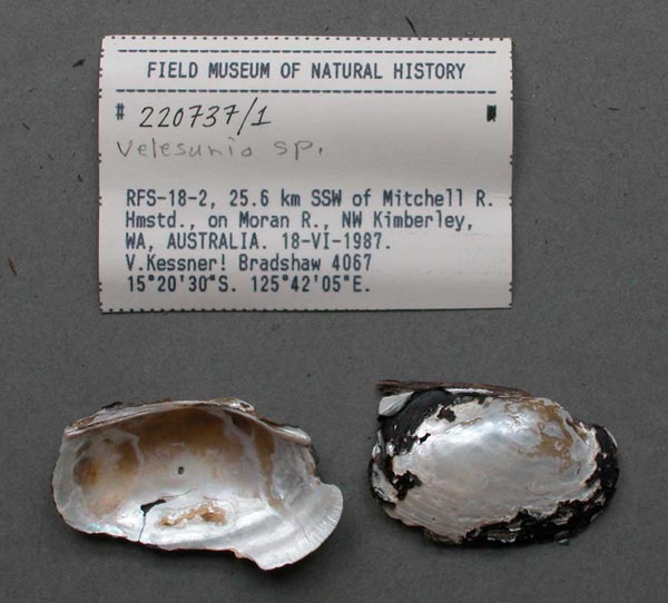 image of lot FMNH_220737 image of lot FMNH_220737