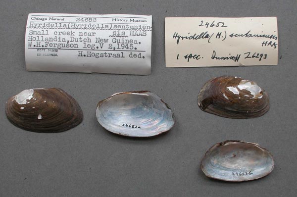 image of lot FMNH_24652