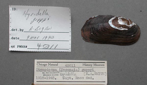 image of lot FMNH_45011