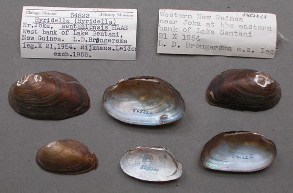 image of lot FMNH_54522