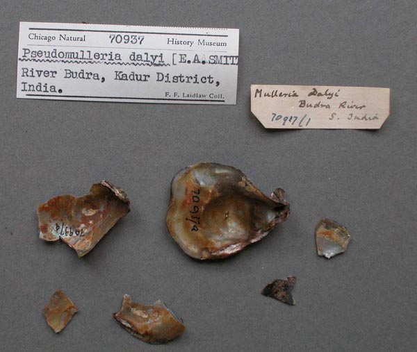 image of lot FMNH_70937