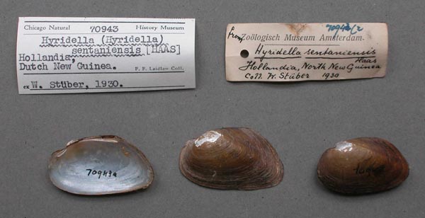 image of lot FMNH_70943