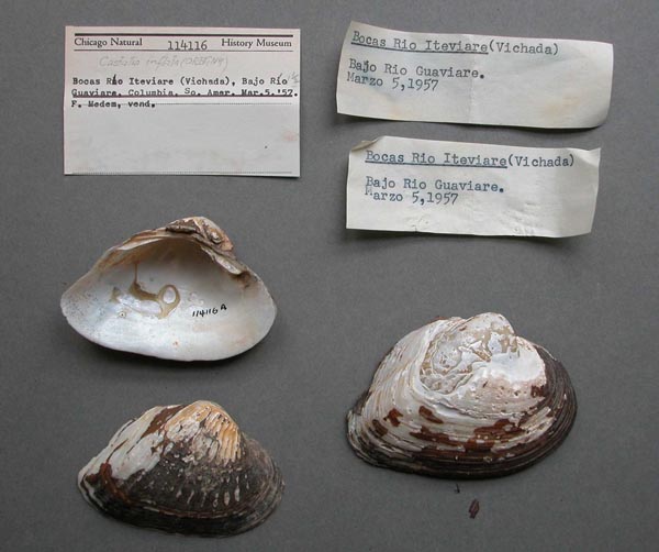 image of lot FMNH_114116