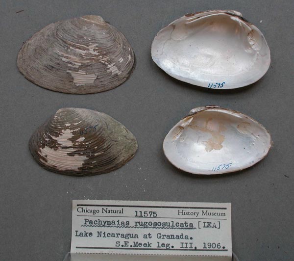 image of lot FMNH_11575