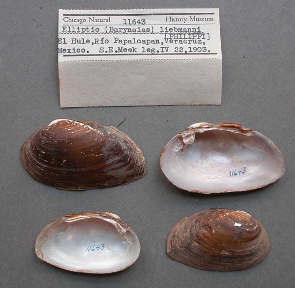 image of lot FMNH_11643