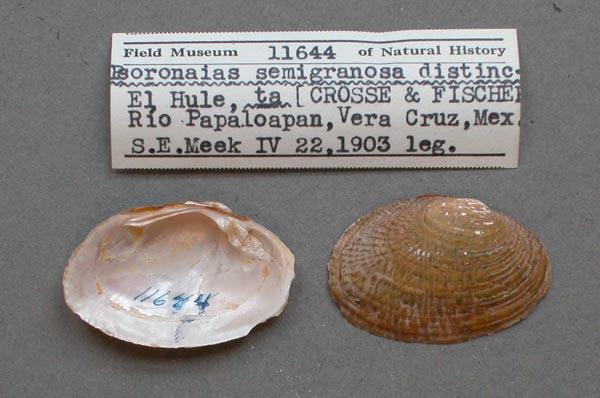 image of lot FMNH_11644