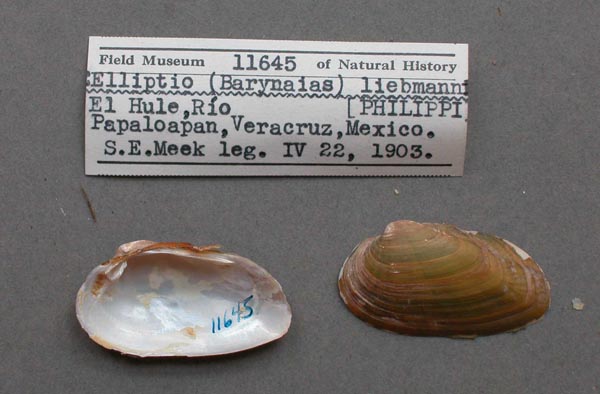 image of lot FMNH_11645