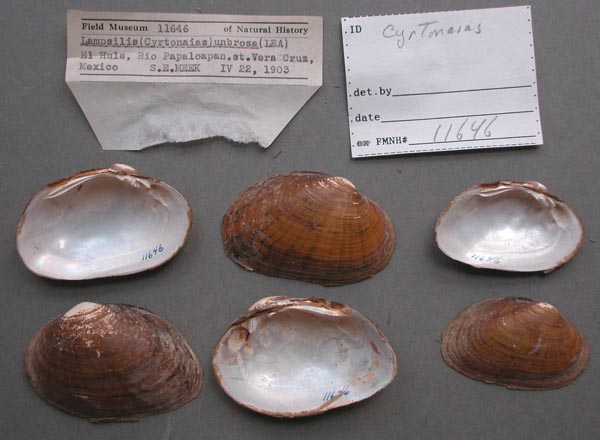 image of lot FMNH_11646