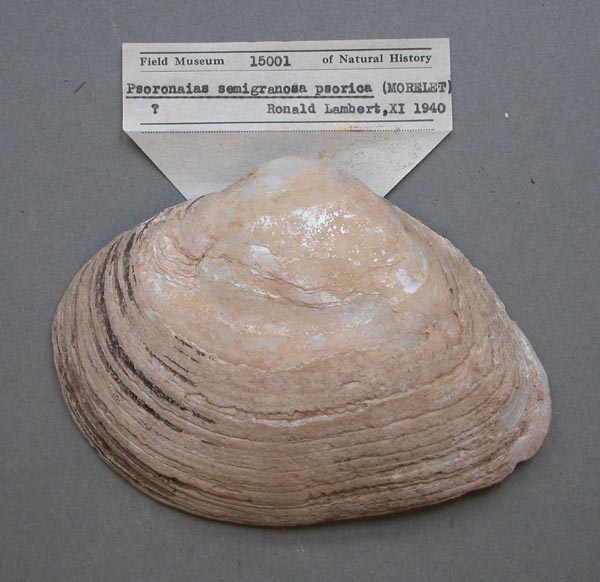 image of lot FMNH_15001