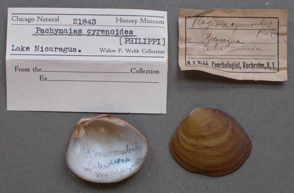 image of lot FMNH_21843