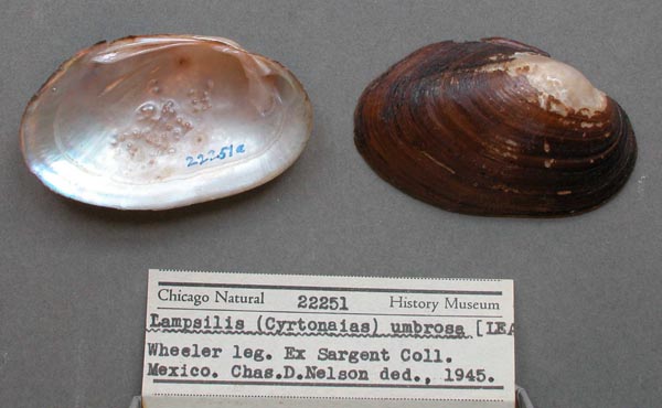 image of lot FMNH_22251