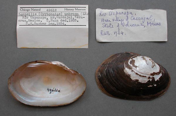 image of lot FMNH_49612