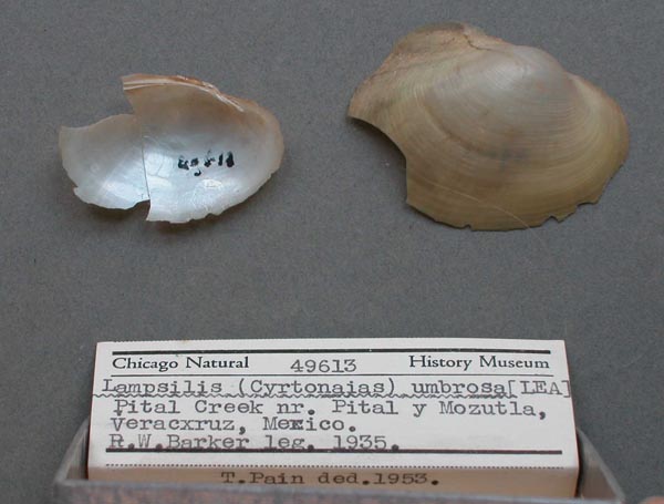 image of lot FMNH_49613