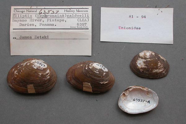 image of lot FMNH_63537