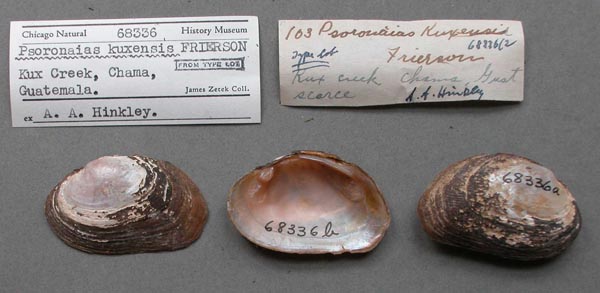 image of lot FMNH_68336