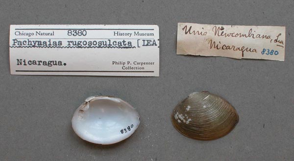 image of lot FMNH_8380