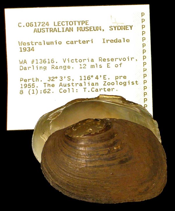 image of type lot