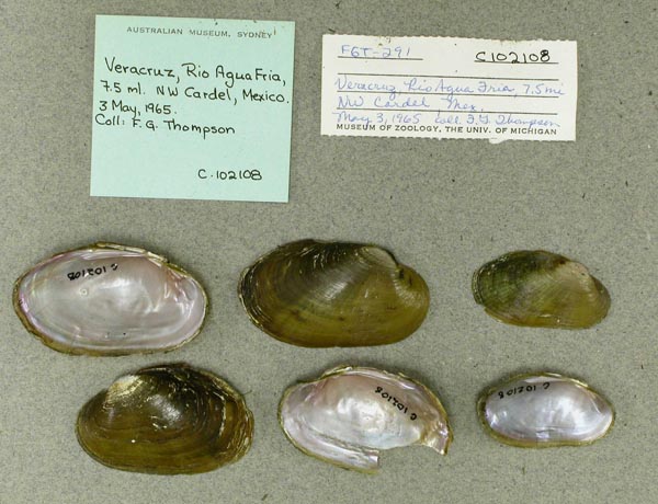 image of lot AMS_102108 image of lot AMS_102108