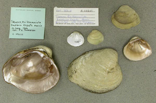 image of lot AMS_102111