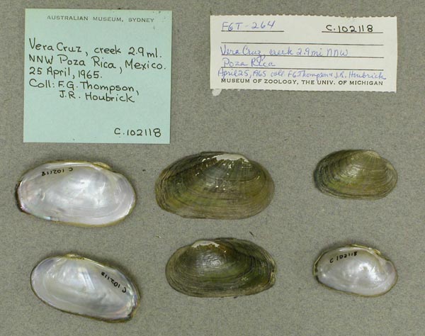 image of lot AMS_102118 image of lot AMS_102118