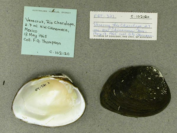 image of lot AMS_102120