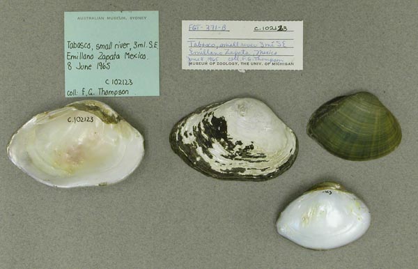 image of lot AMS_102123