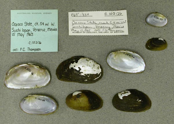 image of lot AMS_102126