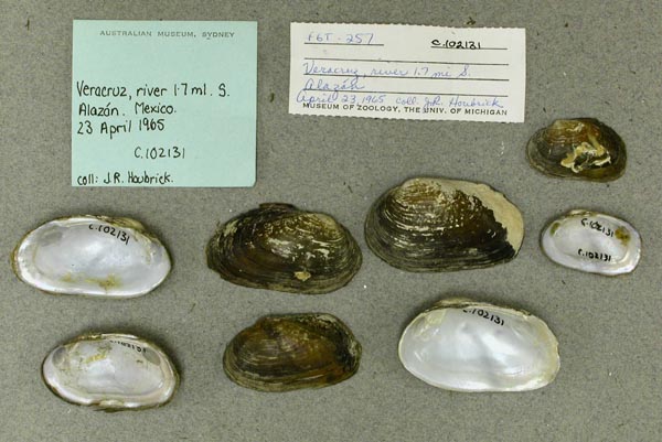 image of lot AMS_102131 image of lot AMS_102131