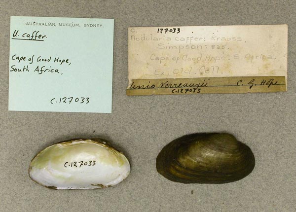 image of lot AMS_127033