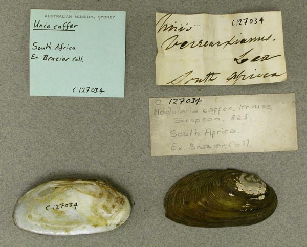 image of lot AMS_127034