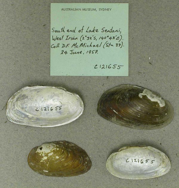 image of lot AMS_121655