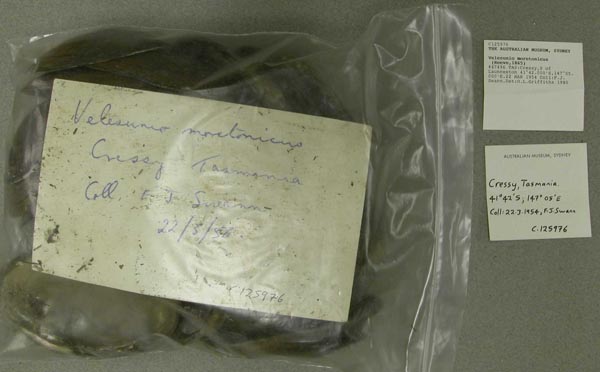 image of lot AMS_125976