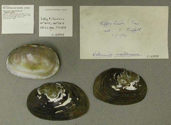 image of lot AMS_125977