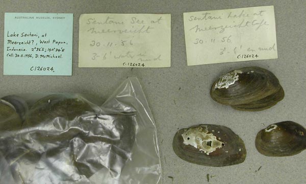 image of lot AMS_126024