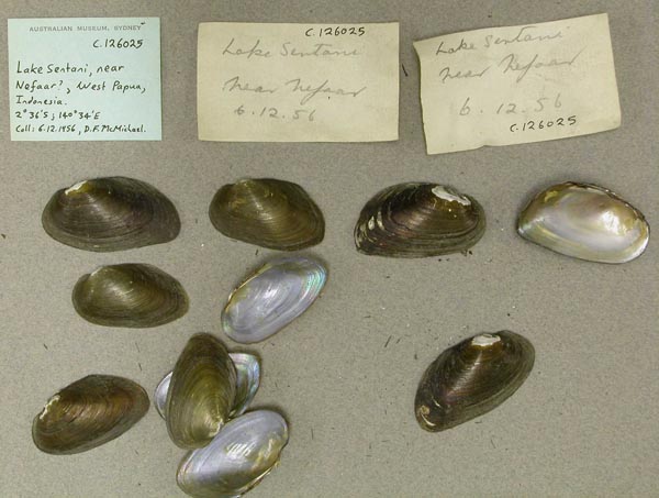 image of lot AMS_126025