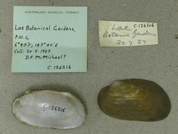 image of lot AMS_126216