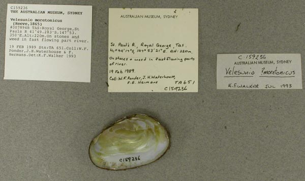 image of lot AMS_159236