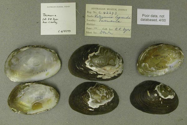image of lot AMS_42293